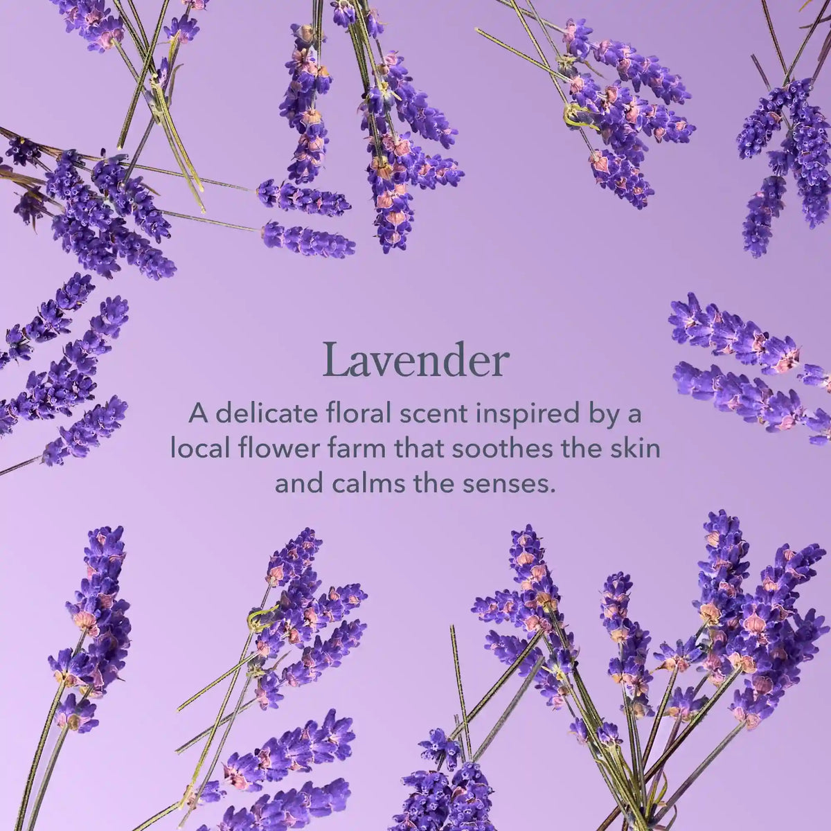Lavender 3-Pack Palm-Sized Bar Soap Set
